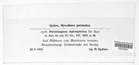 Peronospora leptosperma image